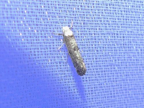 Réf. 309 365 : Paraswammerdamia albicapitella